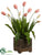 Tulip - Pink Green - Pack of 1