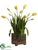 Tulip - Yellow Green - Pack of 1