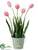 Tulip - Rose Cream - Pack of 2