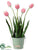 Tulip - Rose Cream - Pack of 2