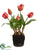Tulip - Pink Green - Pack of 6
