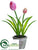 Tulip - Pink - Pack of 12
