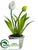 Tulip - White - Pack of 12