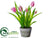 Tulip - Pink - Pack of 12