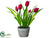 Tulip Arrangement - Red - Pack of 12
