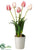 Tulip - Rose Cream - Pack of 4