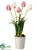 Tulip - Rose Cream - Pack of 4