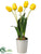 Tulip - Yellow - Pack of 4