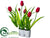 Tulip - Red - Pack of 6