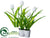 Tulip - White - Pack of 6