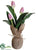 Tulip - Lilac - Pack of 12
