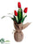 Tulip - Red - Pack of 12