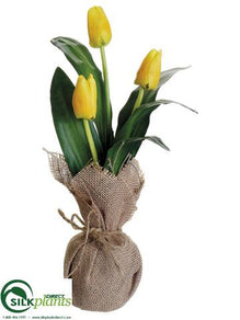 Tulip - Yellow - Pack of 12