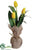 Tulip - Yellow - Pack of 12