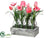Tulip - Pink Rose - Pack of 2