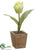 Tulip - Green - Pack of 12