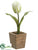 Tulip - White Green - Pack of 12