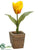 Tulip - Yellow Flame - Pack of 12
