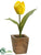 Tulip - Yellow - Pack of 12