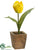 Tulip - White Green Yellow Flame - Pack of 12