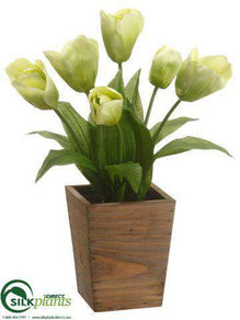 Tulip - Green - Pack of 4