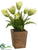 Tulip - Green - Pack of 4