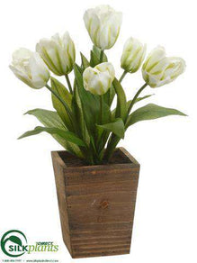 Tulip - White Green - Pack of 4