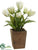 Tulip - White Green - Pack of 4