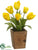 Tulip - Yellow - Pack of 4