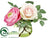 Ranunculus, Rose - Pink Two Tone - Pack of 12