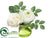 Ranunculus, Rose - White Blush - Pack of 12