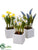 Mini Daisy, Daffodil, Hyacinth - Assorted - Pack of 4