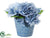 Hydrangea, Amaryllis - Blue - Pack of 4