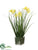 Spring Wild Flower, Grass - Yellow - Pack of 6
