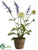 Lavender, Callistephus - Lavender Green - Pack of 6