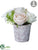 Rose, Ranunculus, Snowball Arrangement - Cream Blush - Pack of 6