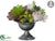 Rose, Ranunculus, Echeveria Arrangement - Burgundy Blush - Pack of 4