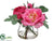 Ranunculus, Rose - Fuchsia Two Tone - Pack of 12