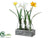 Daffodil, Narcissus - White Yellow - Pack of 4
