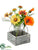 Poppy, Sunflower - Orange Mustard - Pack of 2