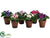 African Violet - Assorted - Pack of 6