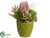Protea, Calla Lily, Sedum - Mauve Green - Pack of 6