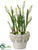 Hyacinth - White - Pack of 4