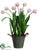 Double Tulip - Pink Two Tone - Pack of 1