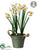 Narcissus - White Yellow - Pack of 2