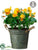 Pansy - Yellow - Pack of 4