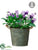 Pansy - Lavender Purple - Pack of 2