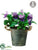 Pansy - Lavender Purple - Pack of 4