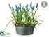 Silk Plants Direct Muscari - Blue - Pack of 1