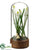 Muscari - White Green - Pack of 6